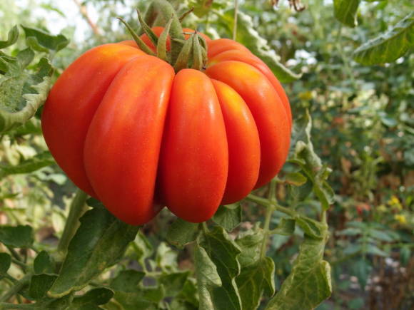 Minotauro de tomate
