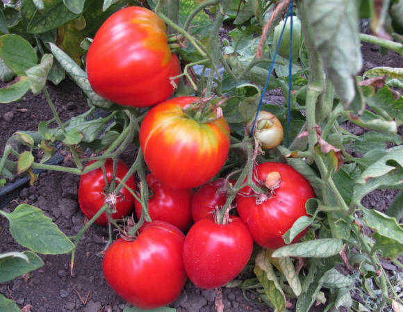 De riktige tomatene og paprika
