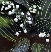 Pearl spring flower - lily of the valley