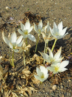Colchicum magnificent (Colchicum speciosum) অ্যালবাম