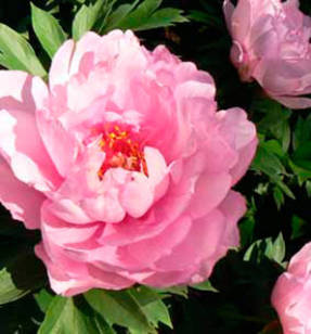 Peony First Arrival Roger Anderson