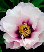Peony Cora Loise by Roger Anderson