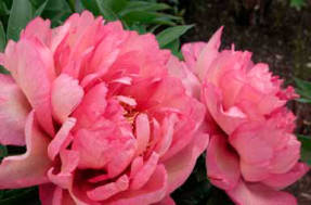 Peony Hillary by Roger Anderson