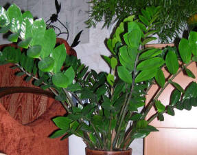 Zamioculcas in the back of the room