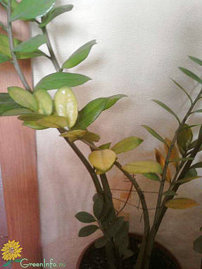 Coloración amarillenta de las hojas de zaomikulkas debido al anegamiento.