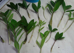 Leafy cuttings for propagation