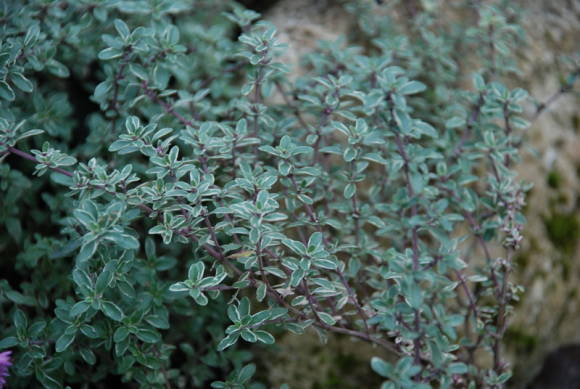 Lemongrass Thyme Silver Queen