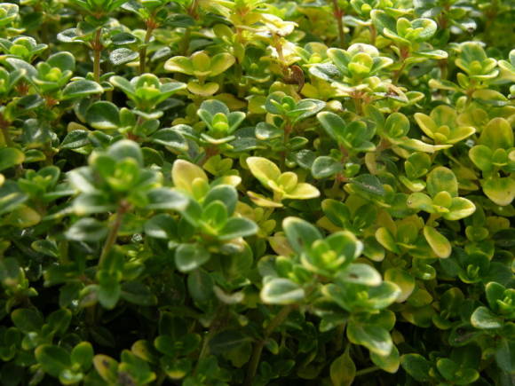 Lemongrass Thyme Aureus