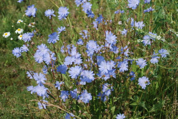 Sikuri: sininen liekki, joka tulee pelloille
