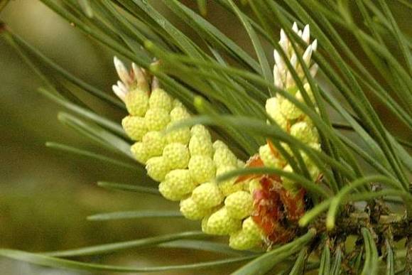 Scots pine pollen strobila