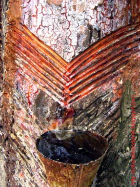 Pine resin tapping