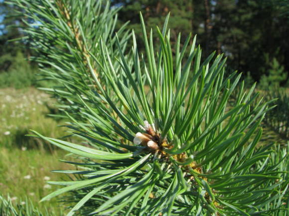 About the properties of essential oil, pollen and pine resin
