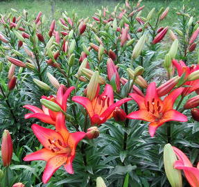 Understanding the notation of lilies