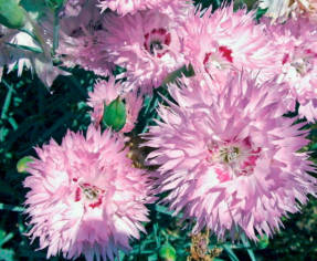 Hoa cẩm chướng - một loài hoa vui tươi