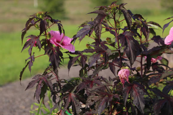 Hibisco com folhas de bordo Mogno, também conhecido como hibisco azedo