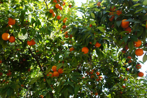 Árbol de mandarina