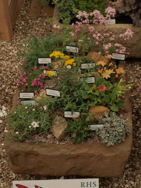 Mini jardín de rocas