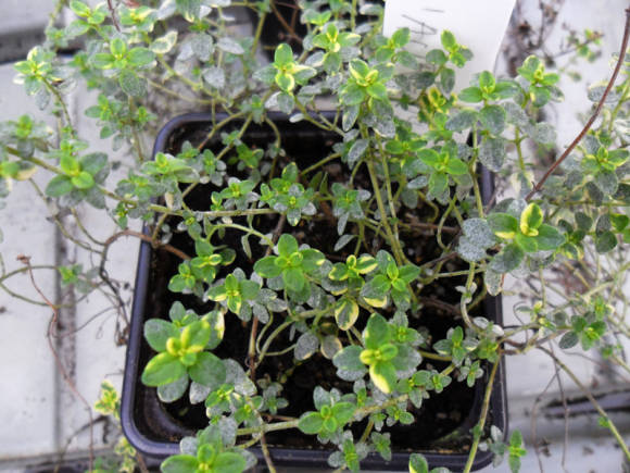 Tomillo de limoncillo (Thymus x citriodorus) Aureus
