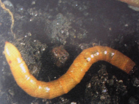 Wireworm - la larva de l'escarabat clicador