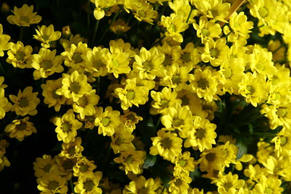 Crisantem - Flor daurada