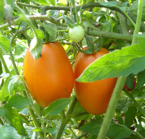 Tomato Suffering: 7 Aspects of Getting a Good Tomato Harvest