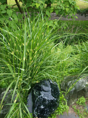 Miscanthus - large Asian cereals