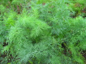 Dill rampete