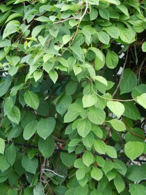 Schisandra chinensis (Shisadra chinensis)