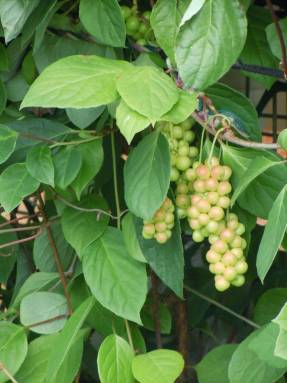 Schisandra čínska (Shisadra chinensis)