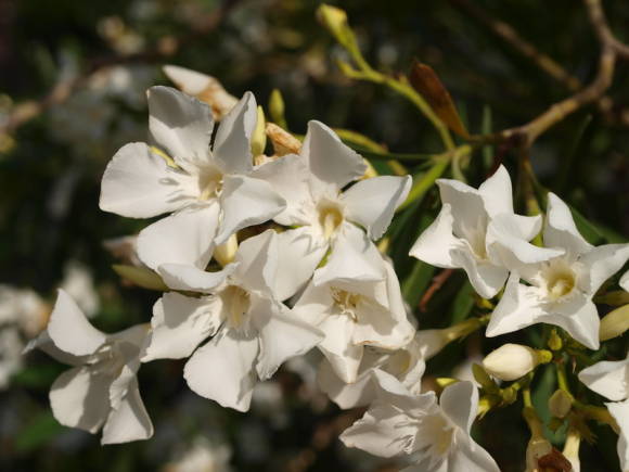 Oleander vanlig