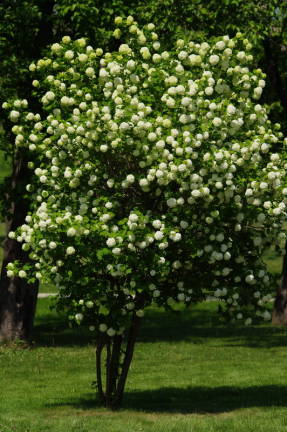 Kalina vanlig (Viburnum opulus) Buldenezh, eller Roseum