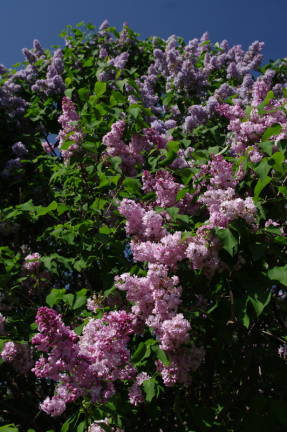Tavallinen lila (Syringa vulgaris)