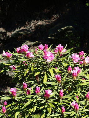 Rhododendron ikivihreä
