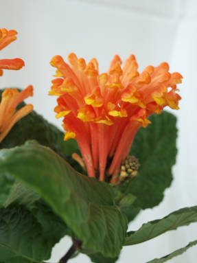 Costa Ricaanse scutellaria (Scutellaria costaricana)