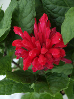 Scutellaria costarricense (Scutellaria costaricana)