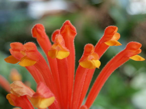 Scutellaria costarriquenha ou calota craniana escarlate