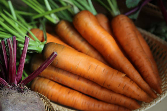 Malika porkkanat