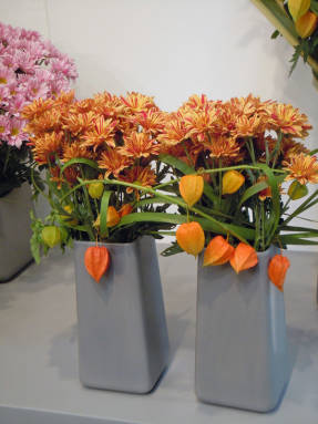Chrysanthemum Stylist Gul