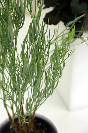 Pelargonium liso (Pelargonium laevigatum)