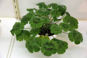 Pelargonium laminar (Pelargonium tabulare)