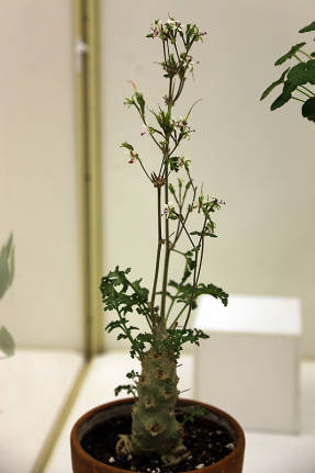 Pelargonium de flores pequeñas (Pelargonium parviflorum)