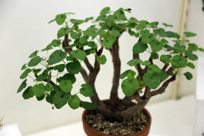 Pelargonium cotyledonis (Pelargonium cotyledonis)