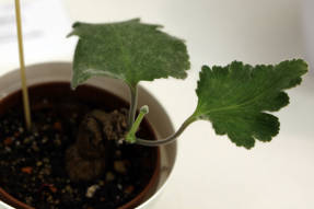 Pelargonium lobular (Pelargonium lobatum)