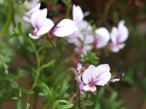 Pelargonium de tallo largo (Pelargonium longicaule var. Longicaule)
