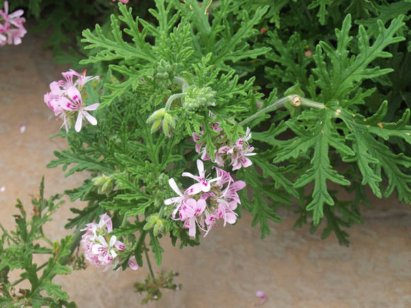 Pelargonium de tallo largo (Pelargonium longicaule)