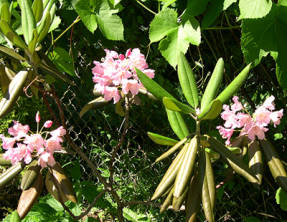 Rododendro degronianum