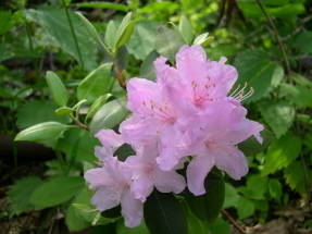 Pequeño rododendro (Rhododendron minus)