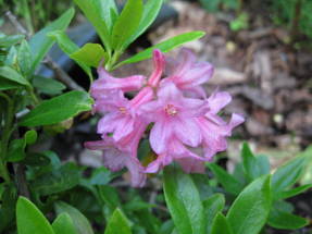 Rhododendron rovellat (Rhododendron ferrugineum)