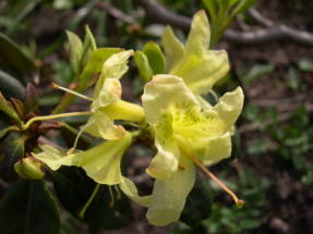 Rododendro ambiguum