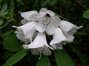 Rododendro de pèl gruixut (Rhododendron pachytrichum)